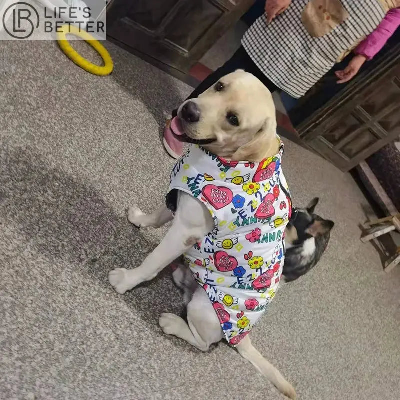 Big Fashion Dog Waterproof Jacket: Comfort and Style for Your Canine Life’s Better Ltd