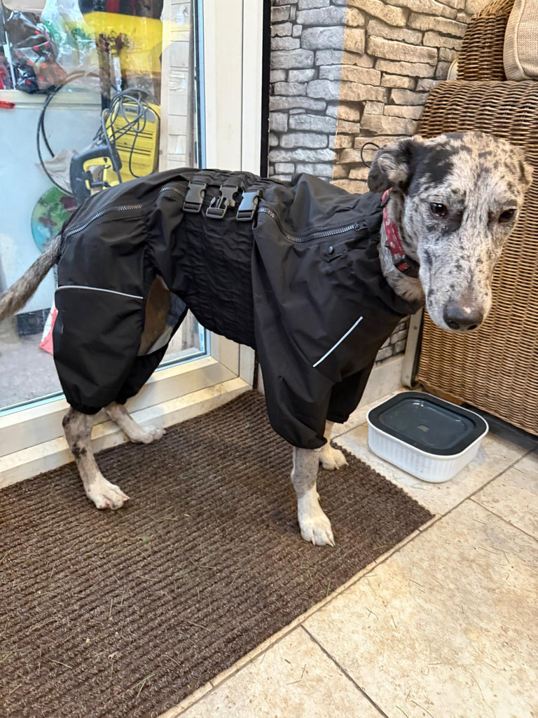 Keep Your Pooch Cosy and Dry