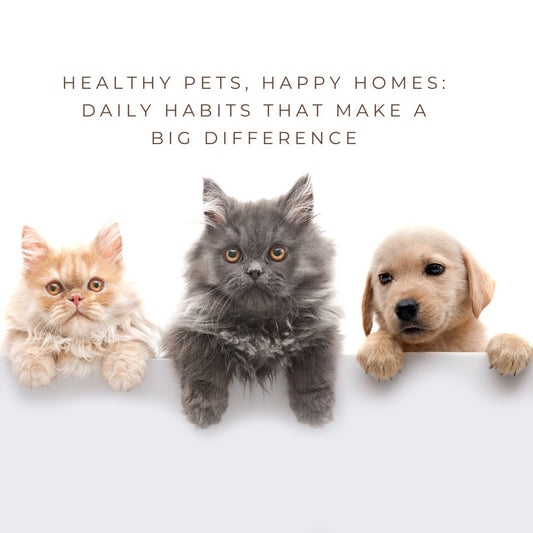 Healthy Pets, Happy Homes: Daily Habits That Make a Big Difference