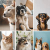 Recognising Signs of Stress in Pets and Ways to Boost Their Well-Being