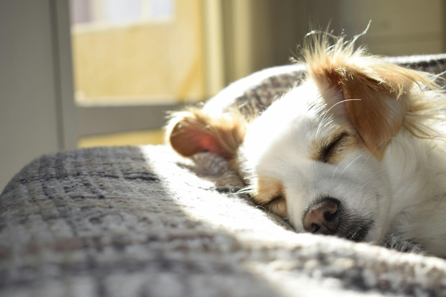 Dog Beds - Sweet Dreams Start Here 🐶🛏️