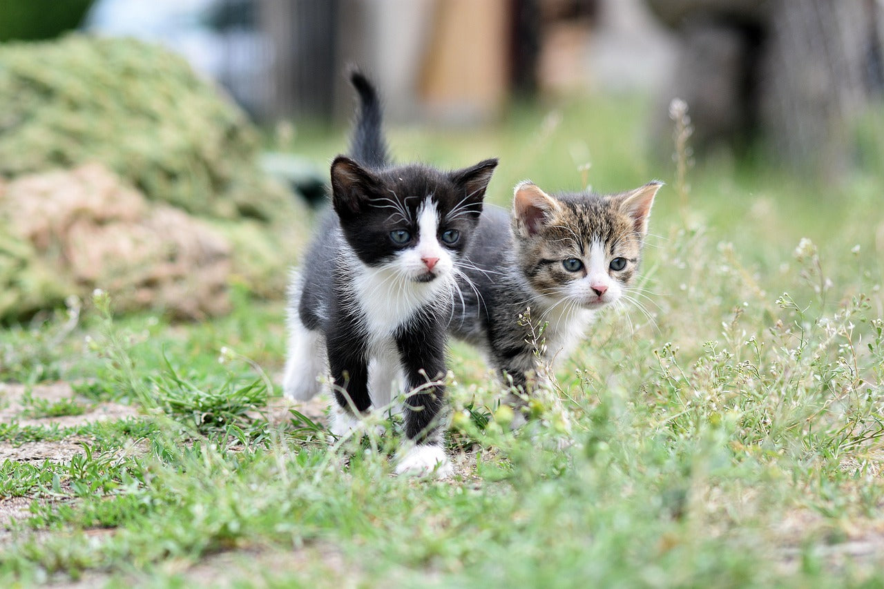 Shop Cats - Purrfection Starts Here 🐱💛