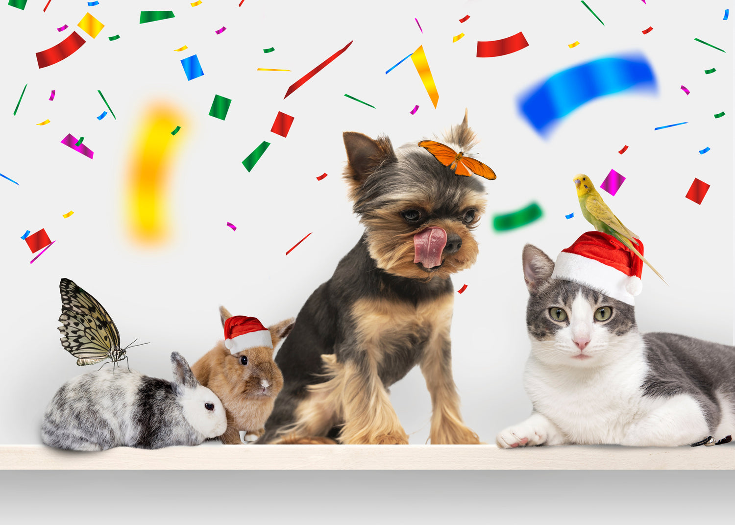Cats & Dogs Dress Up Costumes - From Pumpkins to Stockings: Pet Costumes