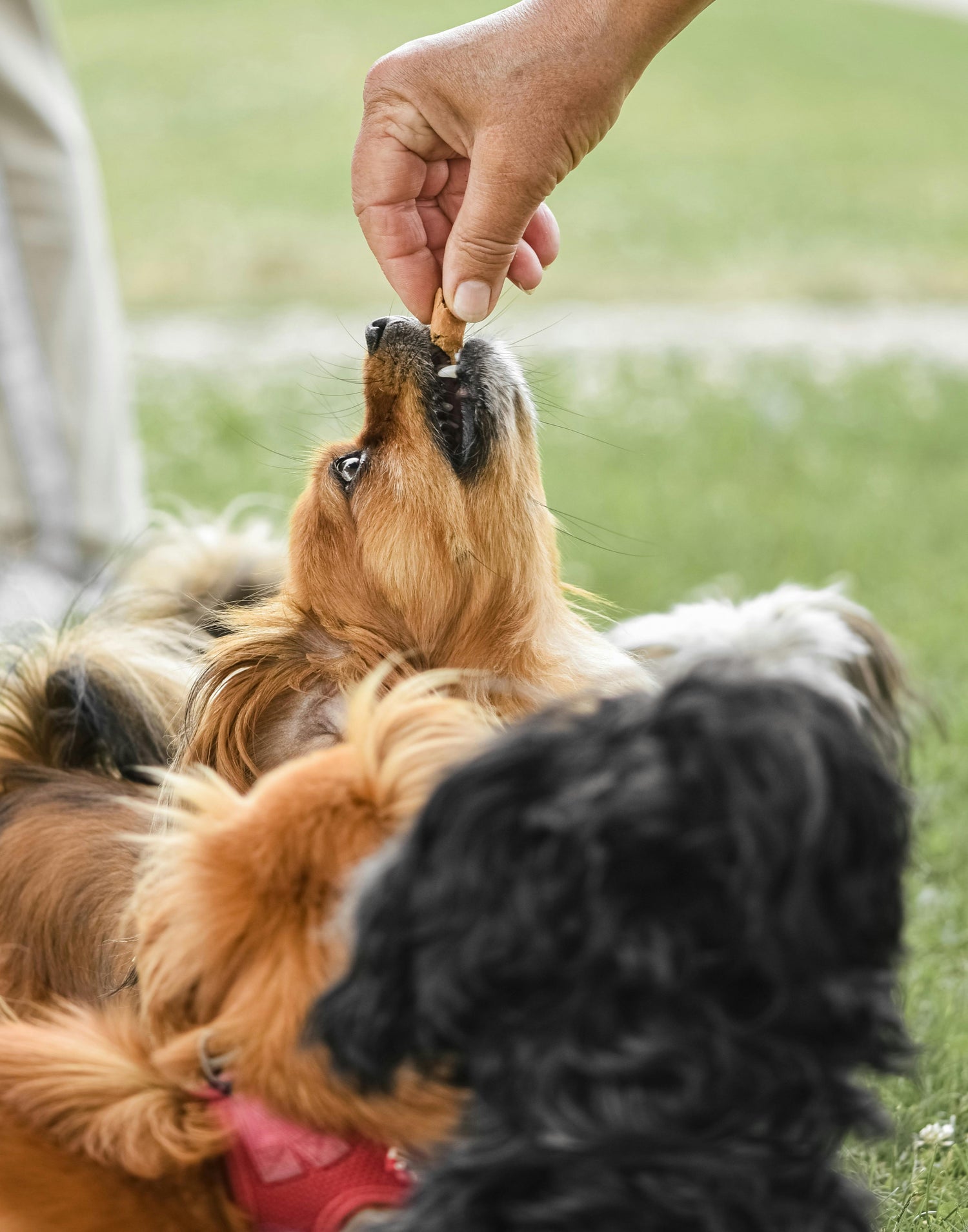 Treats & Food - Discover our Dog Treats & Food Collection, packed with tail-wagging goodness your pup will love.