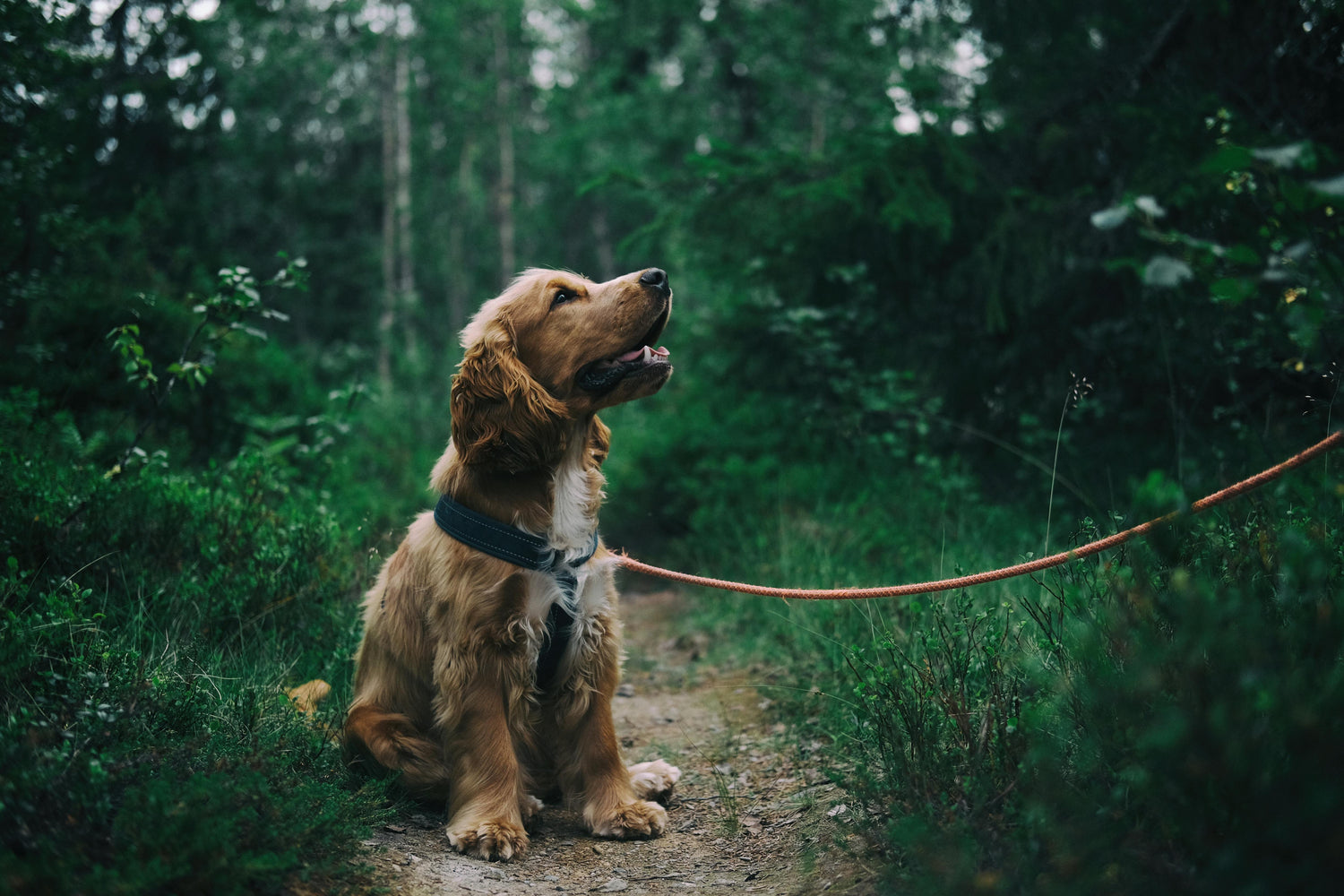 Explore our Dog Walk Collection – where style, comfort, and practicality meet for the perfect stroll.