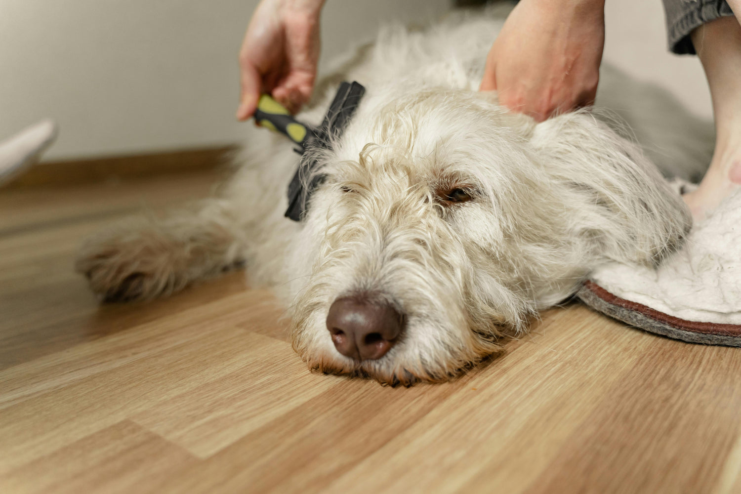 Dog Grooming - Fresh, Fluffy & Feeling Great ✂️🐕