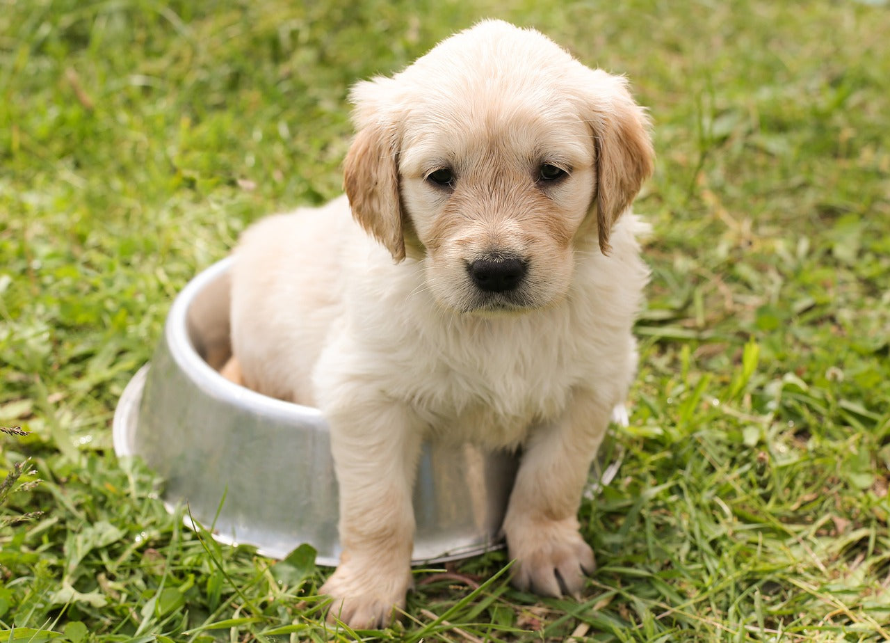 Water - Hydration Made Stylish & Simple 💧🐶🐱