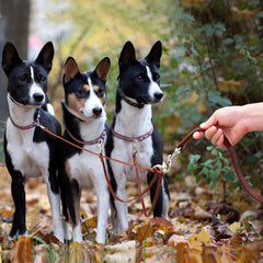 Three-Way Leather Dog Lead Coupler.