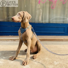 Premium Leather & Woven Harness with Anti-Explosion Dog Rope.