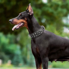 Skull Spiked Studded Leather Dog Collar.