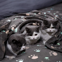 Warm and Snug with Our Warm Pet Blanket.