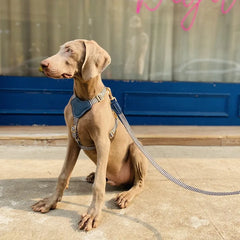 Premium Leather & Woven Harness with Anti-Explosion Dog Rope.