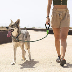 Our Durable Dog Leash P Chain Slip Collar.