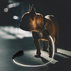 LED Light Up Dog Leash / Lead for Safety!.