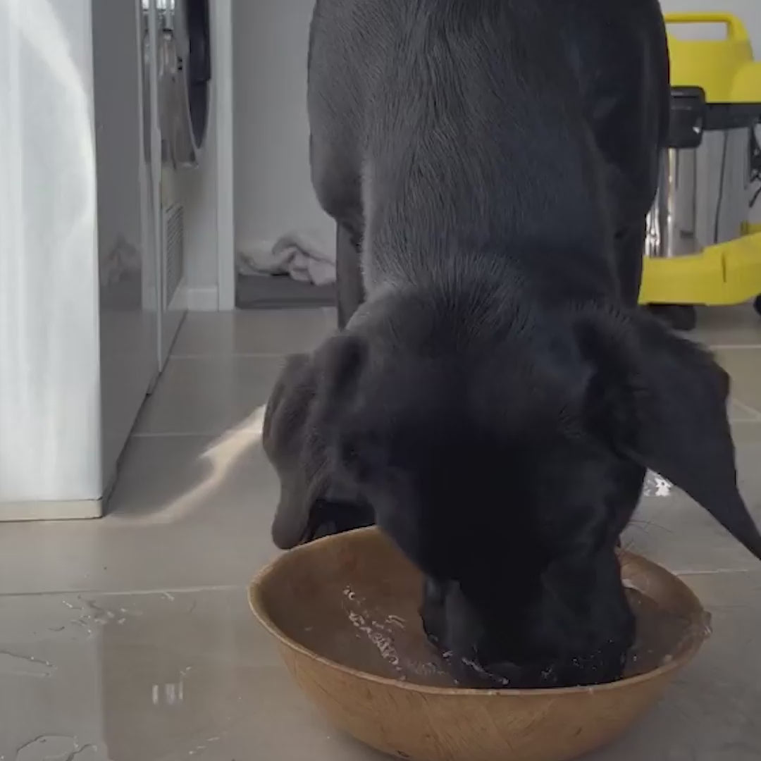 Non-Spill Dog Drinking Water Bowl.