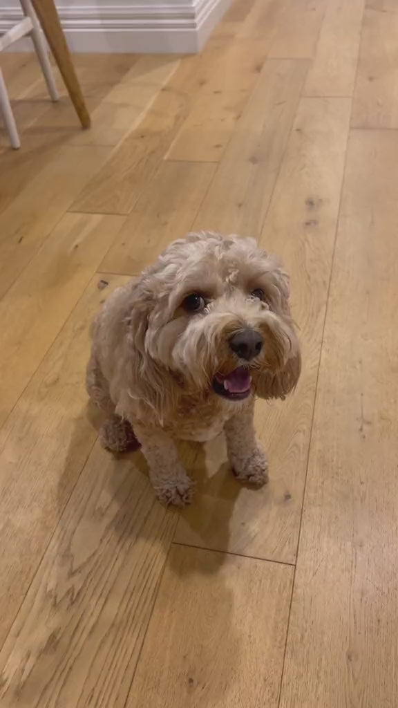 Automatic Gentle Dog Paw Cleaner